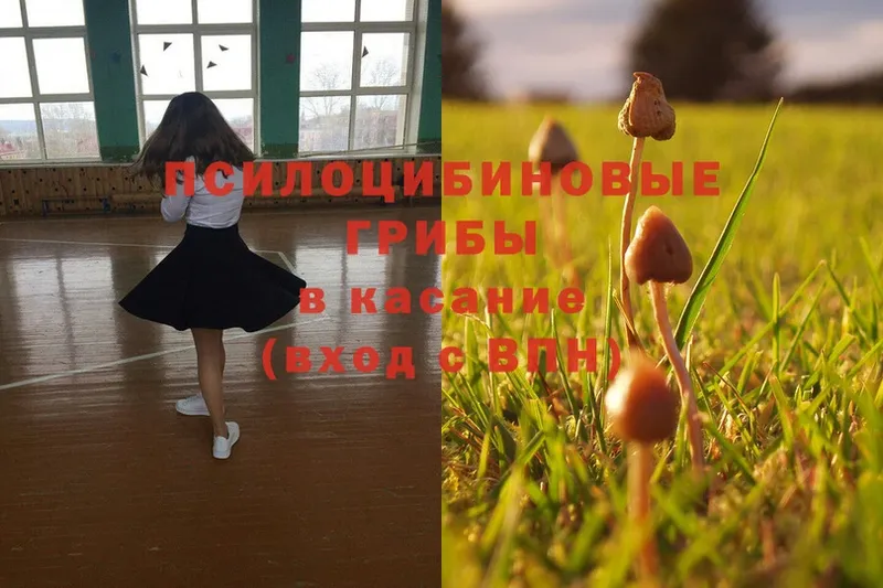 купить закладку  Струнино  Галлюциногенные грибы Magic Shrooms 